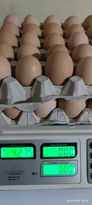 Яйце для інкубації — опт і роздріб
