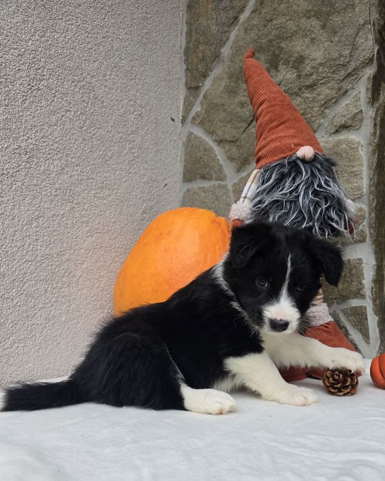 Border Collie piesek czarno-biały