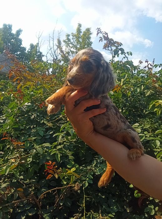 Довгошерстний мерле красень.