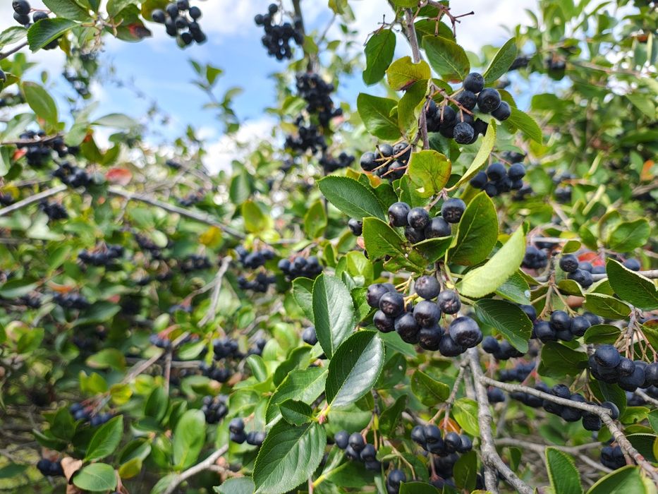 Aronia - Bio sprzedam
