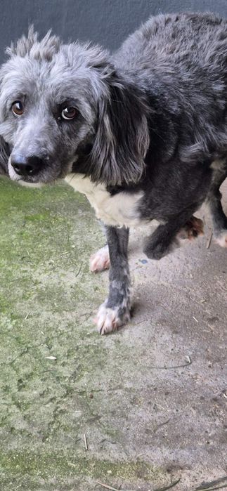 Suczka około 4 lata