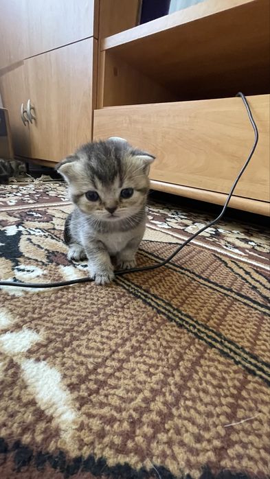 Шотландські кошенята