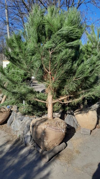 Кримська сосна від 1 до 4м, доставка по всій Україні