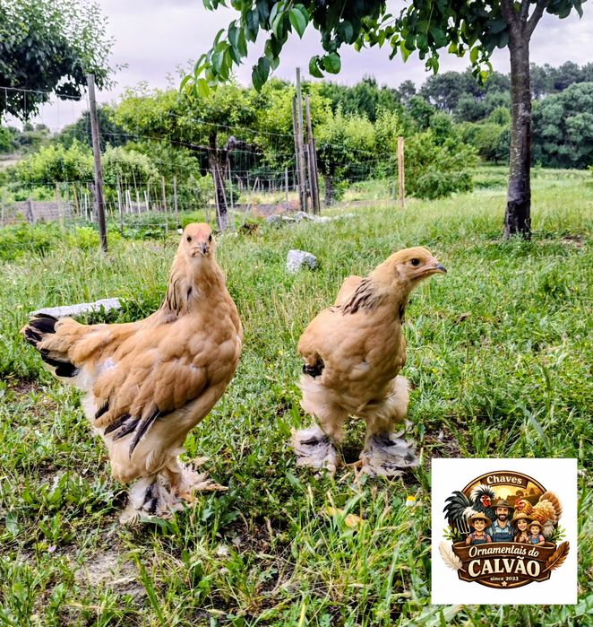 Brahmas Buff casais 3 meses