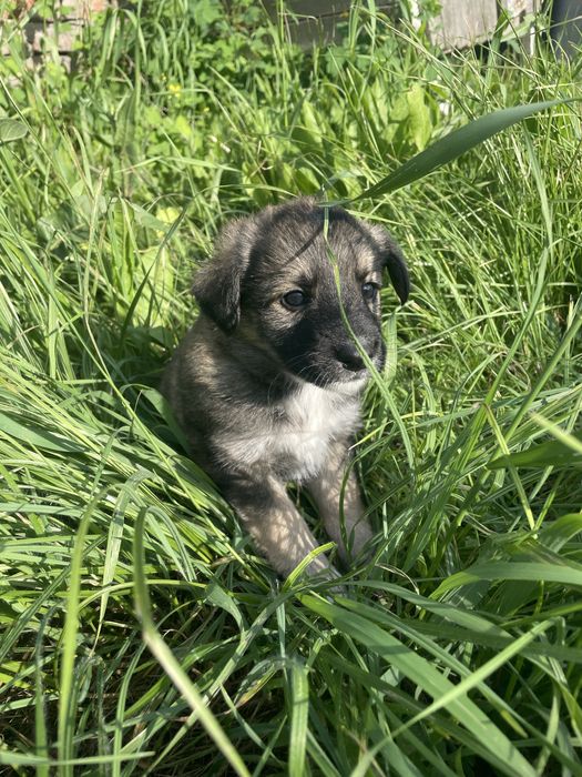Цуцики безкоштовно