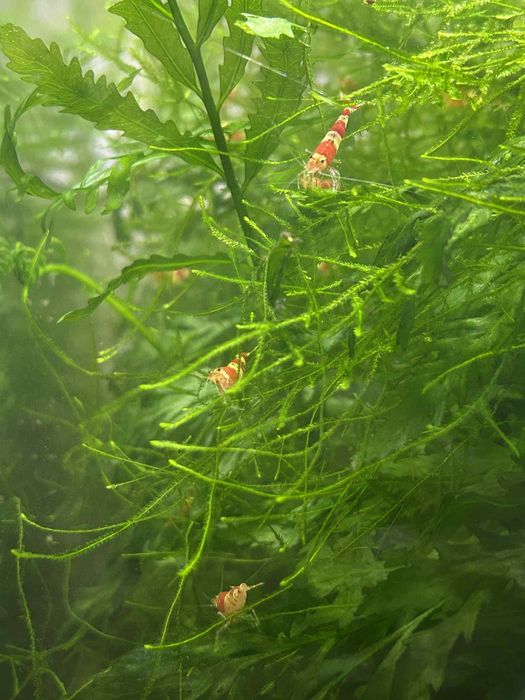 Krewetki red crystal