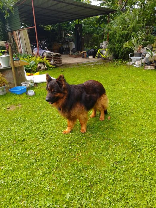 Piekny owczarek niemiecki PILNY DOM