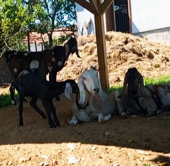 Дуже красива англо-нубійська кізочка.