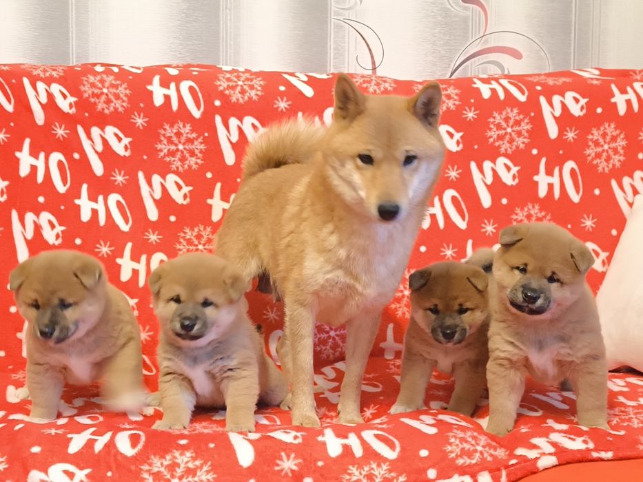 Shiba Inu śliczne pieski i suczki ZKwP/ FCI