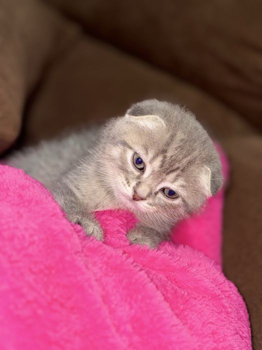 Котята Шотландські