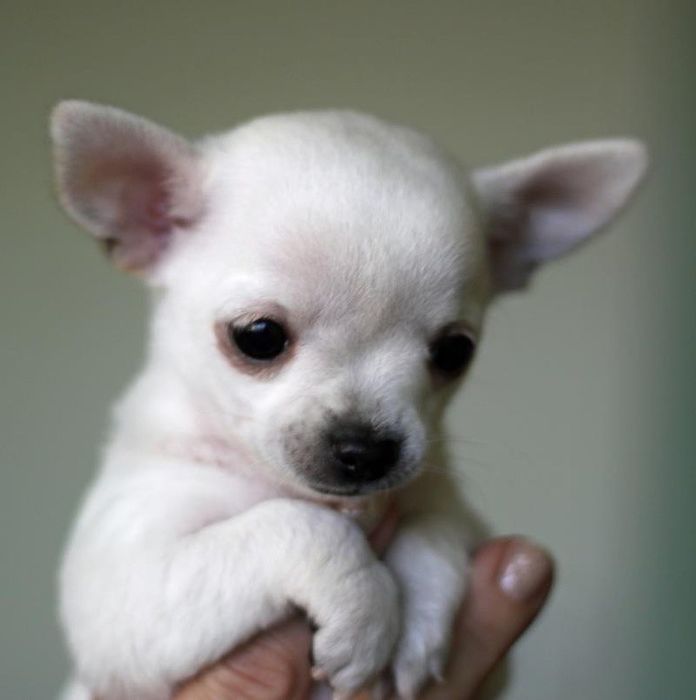 Милые крошки Чихуахуа, девочки и мальчики.