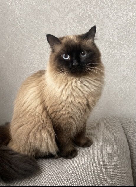 Балинез балинезийские котята