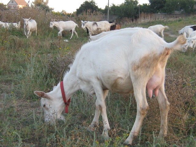 Зааненские козы на молоко и мясо НЕ ДОРОГО !!