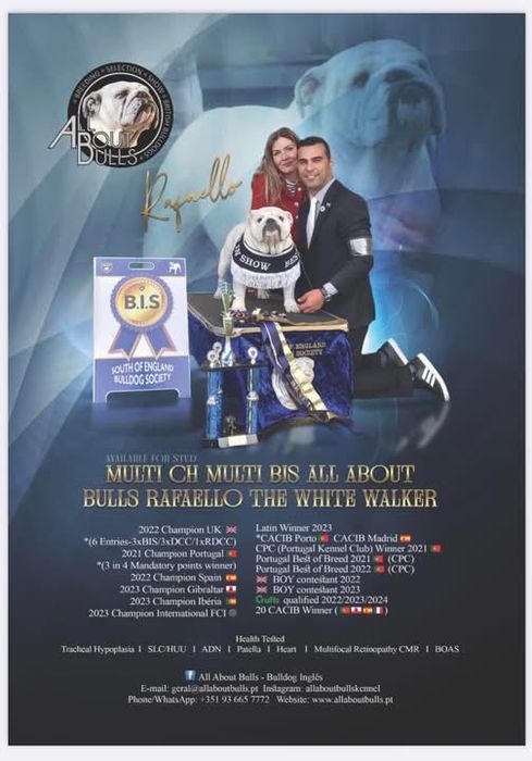 Cachorro Bulldog Inglês disponível