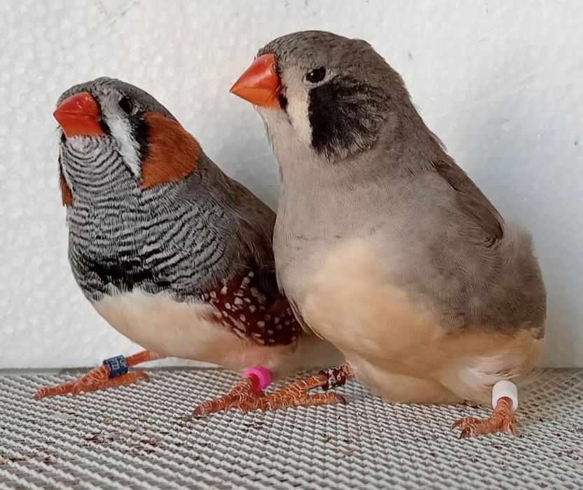 Vários mandarins de várias mutações.
