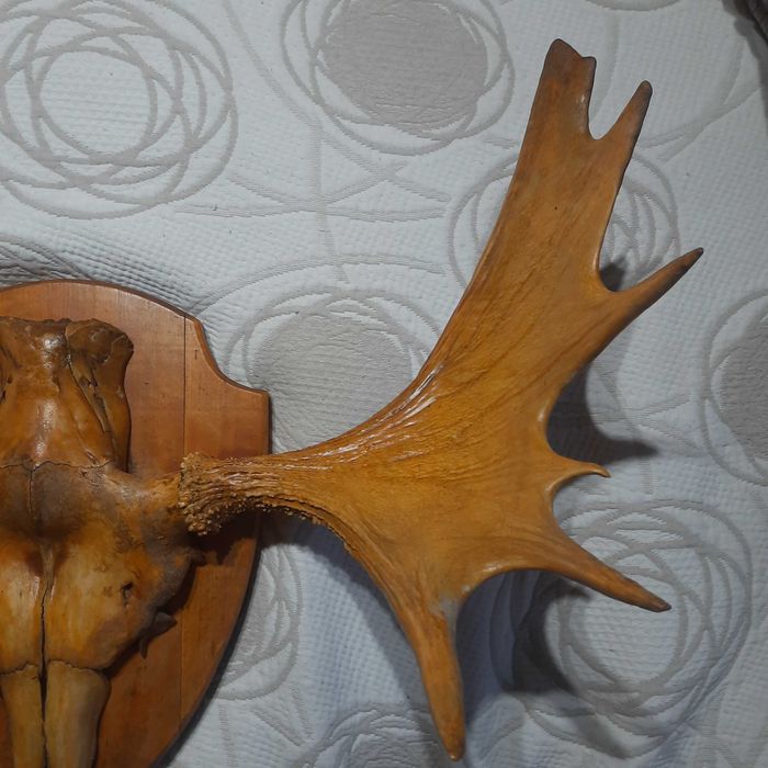 poroże łosia, gotowe na ścianę