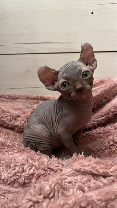 Кошенята шукають люблячий дім!