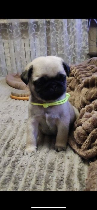 Щенок Мопс продам