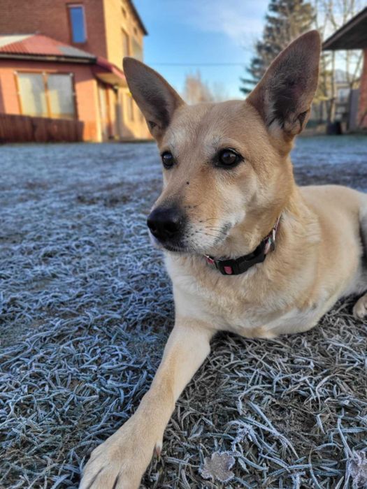 Trójłapka zwana aniołem