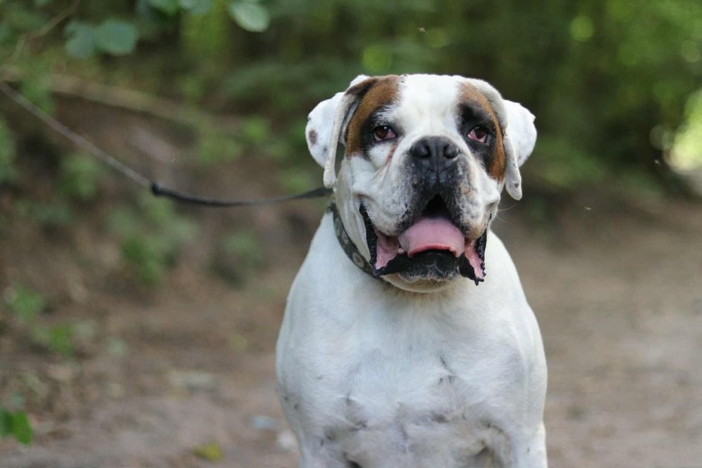 Przyjazny  pies w typie boksera szuka domu / do adopcji