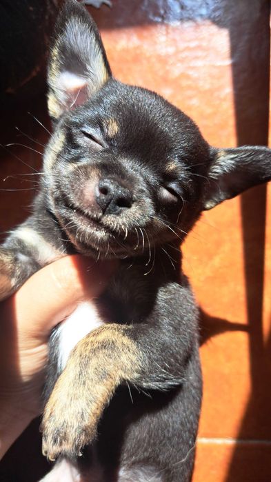 chihuahua de pelo curto
