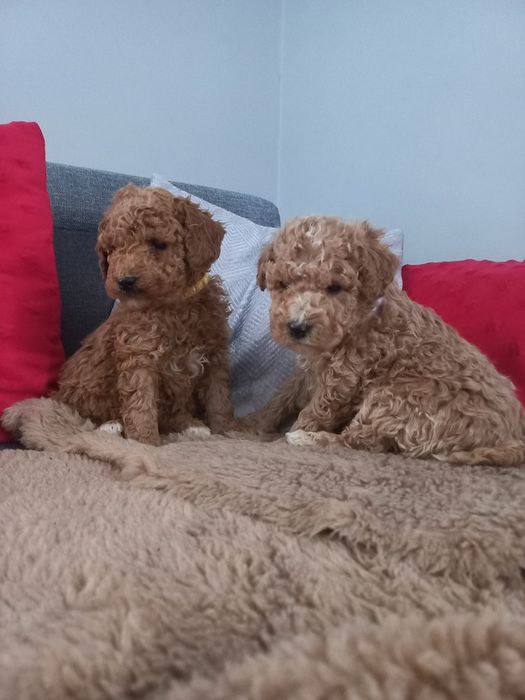 Pudel miniaturowy/średni do rezerwacji