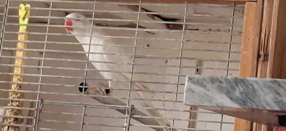 Femea ring neck met certificaat