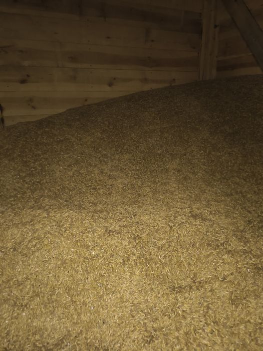 sprzedam zboże owies
