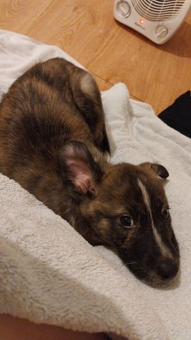 Cachorrinha para adoção