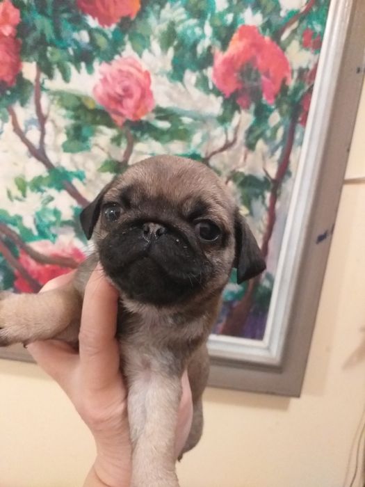 Улюблені мордочки