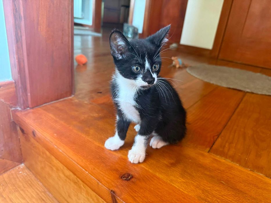 gatos bonitos e meiguinhos para dar