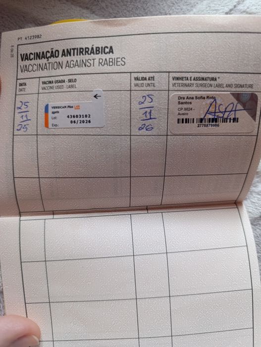 Bibi uma cadela muito amorosa!