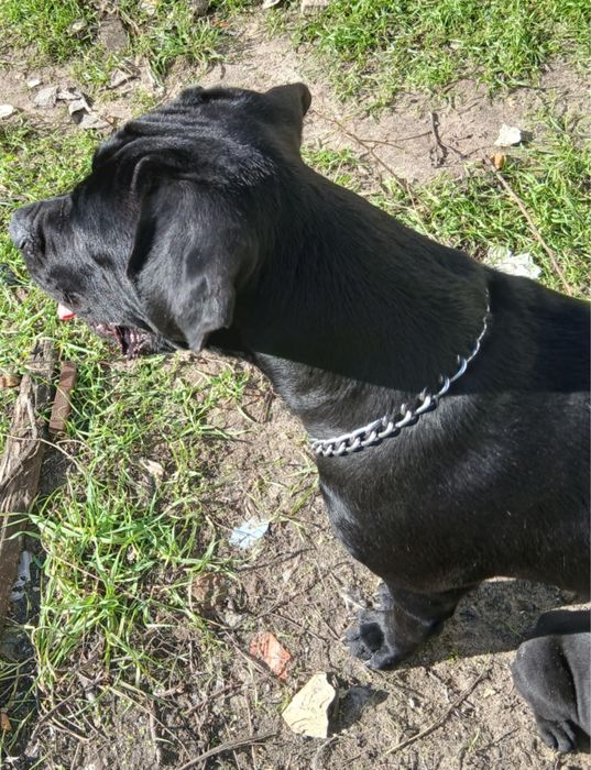 Cane Corso Italiano
