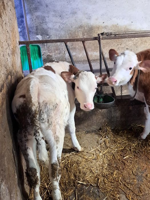 Sprzedam jałówke SM