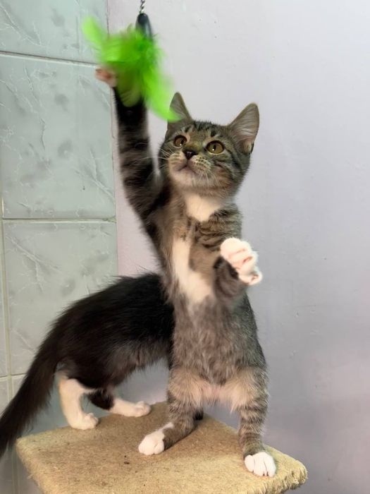 Кошенята в надійні руки