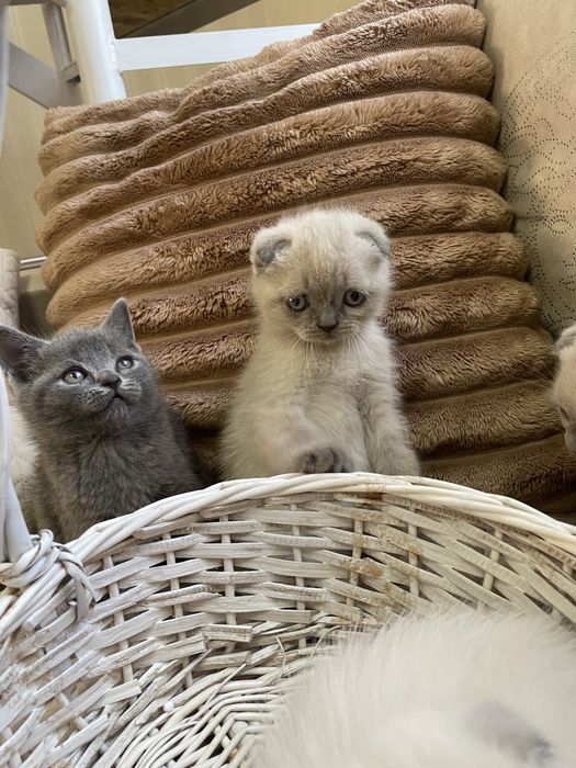 Шотландські кошенята