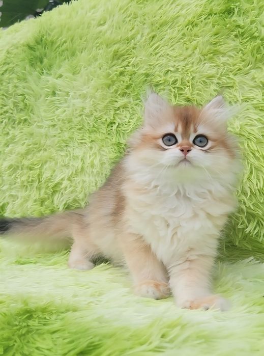 Шотландське кошеня Золота шиншила