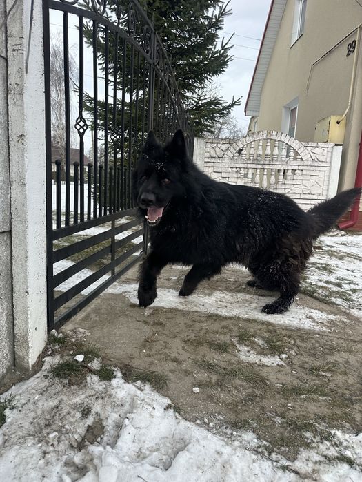 Вівчур для звʼязки