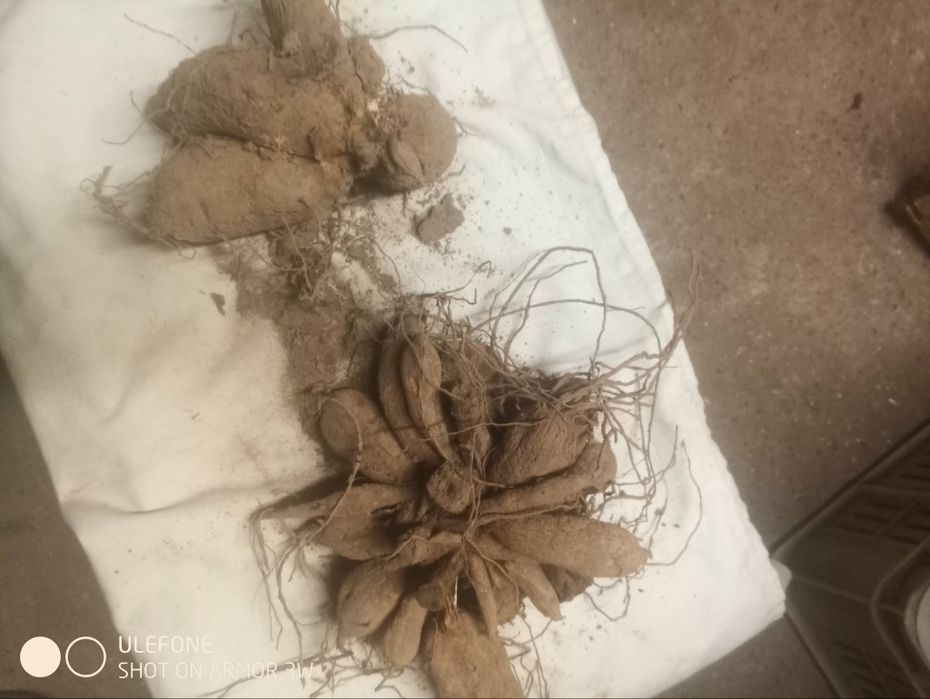 Dalia Karpy Rozne kolory