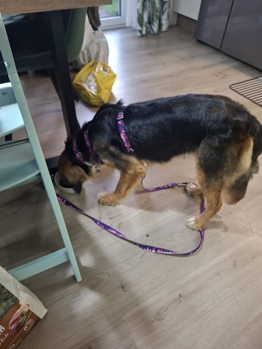 Mała Lili nadal szuka domu!