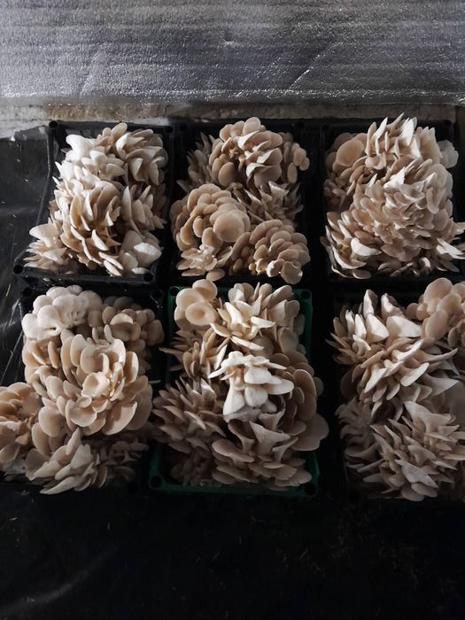 Мицелий вешенки (Гливи)