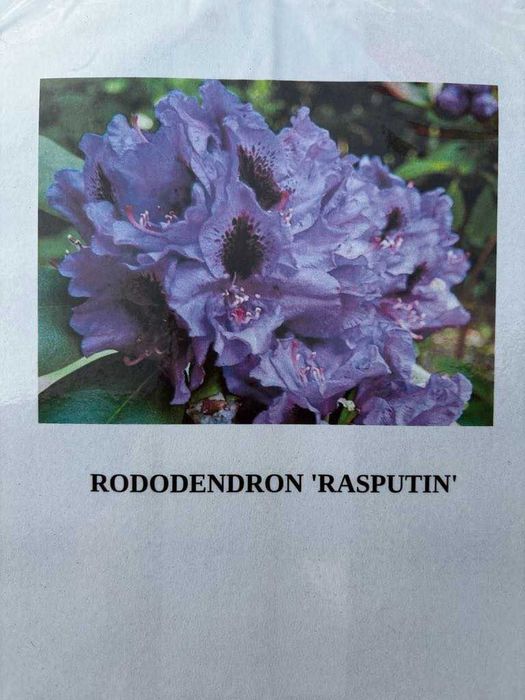 Rrododendron/Różanecznik Rasputin, Roseum, Eskimo, Percy