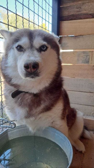 Хаскі, дівчинка в хороші руки