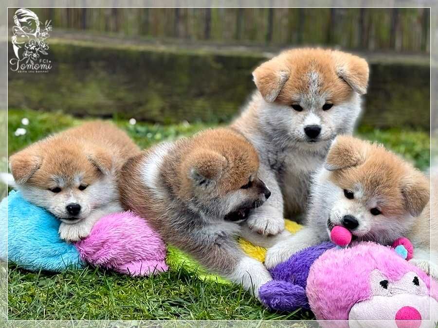 MAJIME GO czerwona dziewczynka-AKITA rodowód FCI i AKIHO