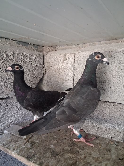 pombos correuos de linha antiga