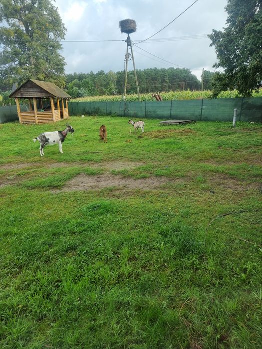 Sprzedam kozy i koziołka