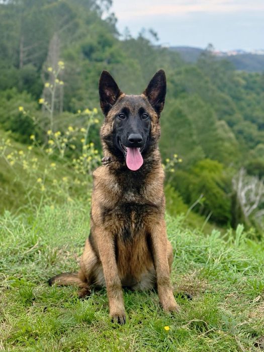 Pastor belga malinois