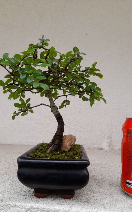 Bonsai Ulmeiro- Ulmus Parvifolia