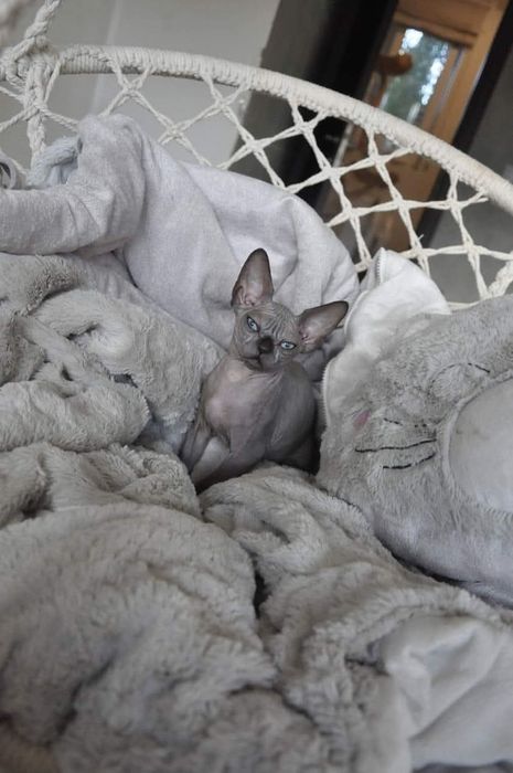 Łysy kot sfinks  wcf