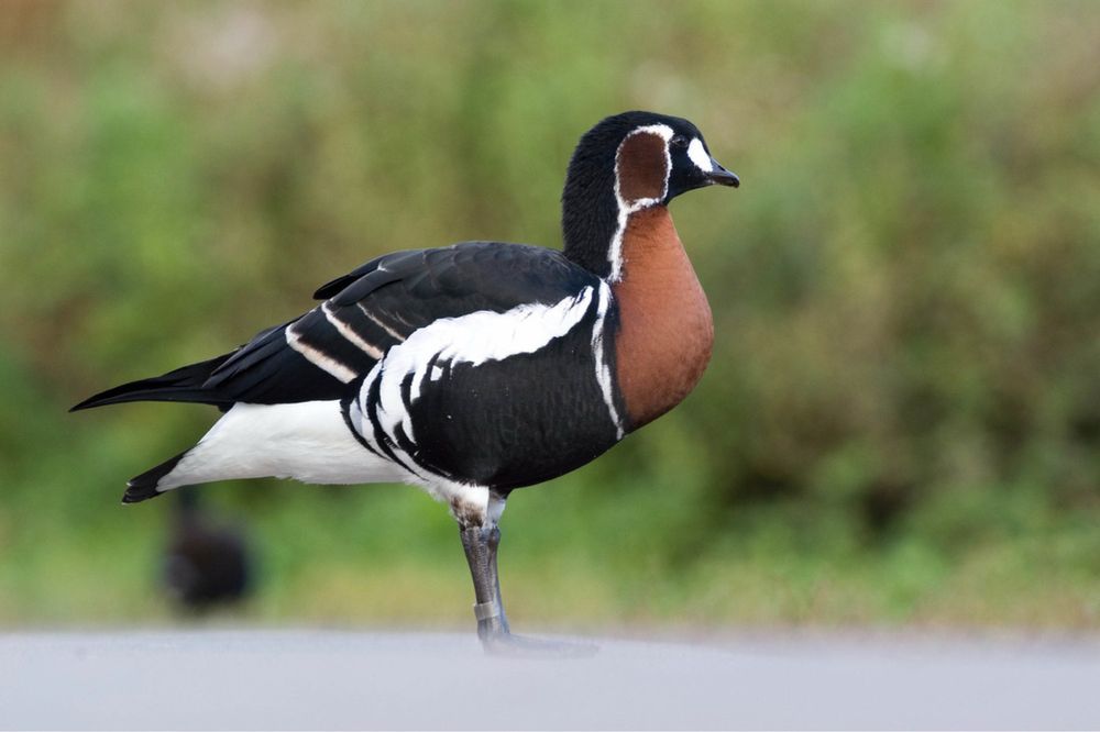 Ganso de peito ruivo